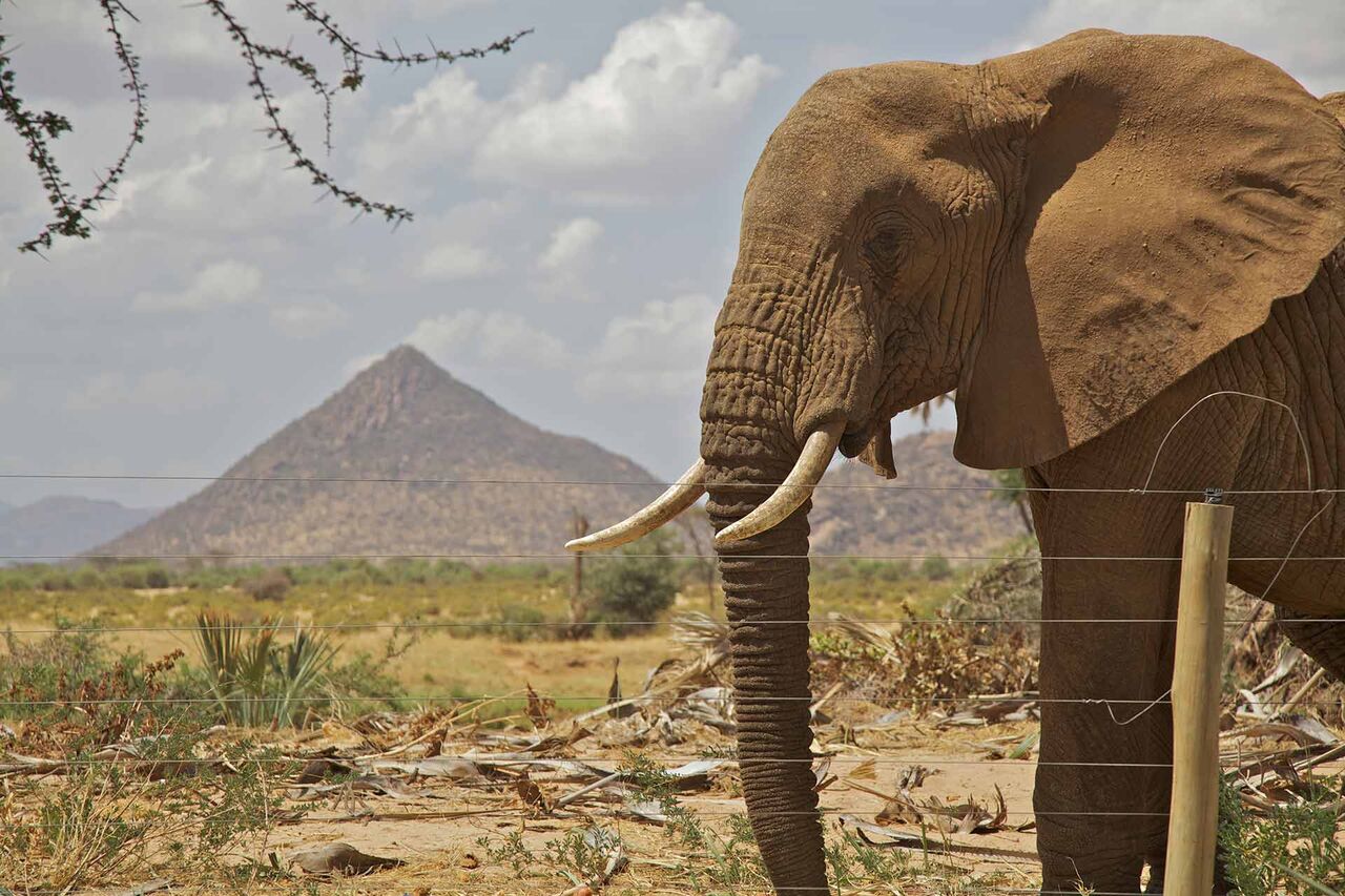 Nairobi, Travel, Amboseli And Tsavo Safari Tour