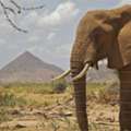 Amboseli And Tsavo Safari Tour