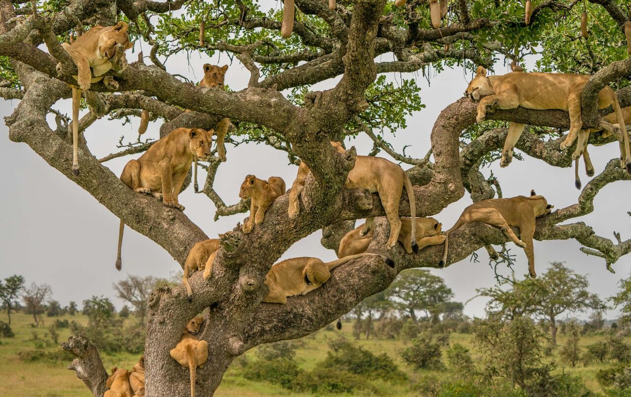 Nairobi, Travel, Luxury Kenya Safari Holidays