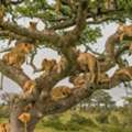 Luxury Kenya Safari Holidays