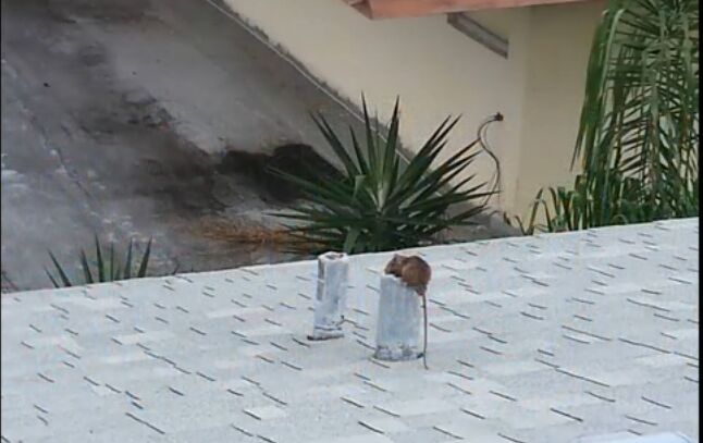 Houston, Pest Control, Professional Rodent Control Services