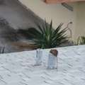 Professional Rodent Control Services