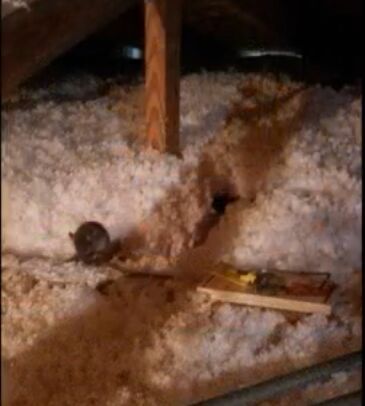 Houston, Pest Control, Professional Rodent Control Services