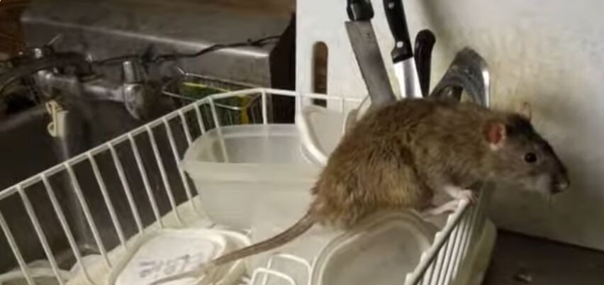 Houston, Pest Control, Professional Rodent Control Services