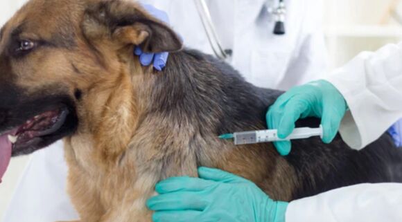 Sydney, Pet Sitting, Choose Quality Vaccination Care For Your Beloved Dog
