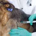 Choose Quality Vaccination Care For Your Beloved Dog
