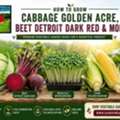USD 3,  How To Grow Cabbage Golden Acre, Beet Detroit Dark Red & More &ndash; B&KM Farms