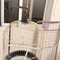 SAR 150,  Selling Birds Cage Plus Food