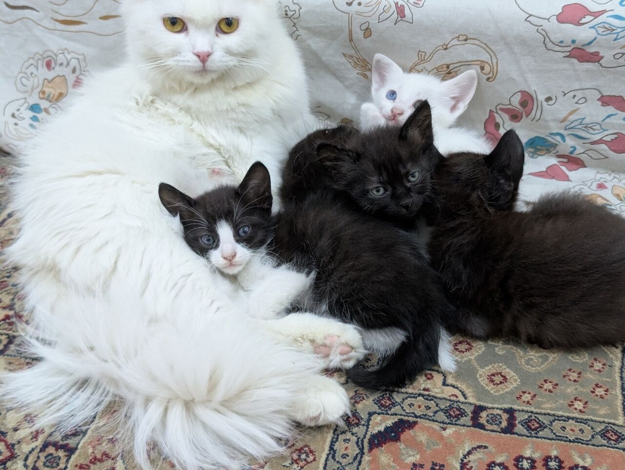 Al Aziziyah, Pet Adoption, Cats Family For Adoption