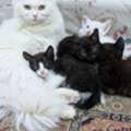 Cats Family For Adoption