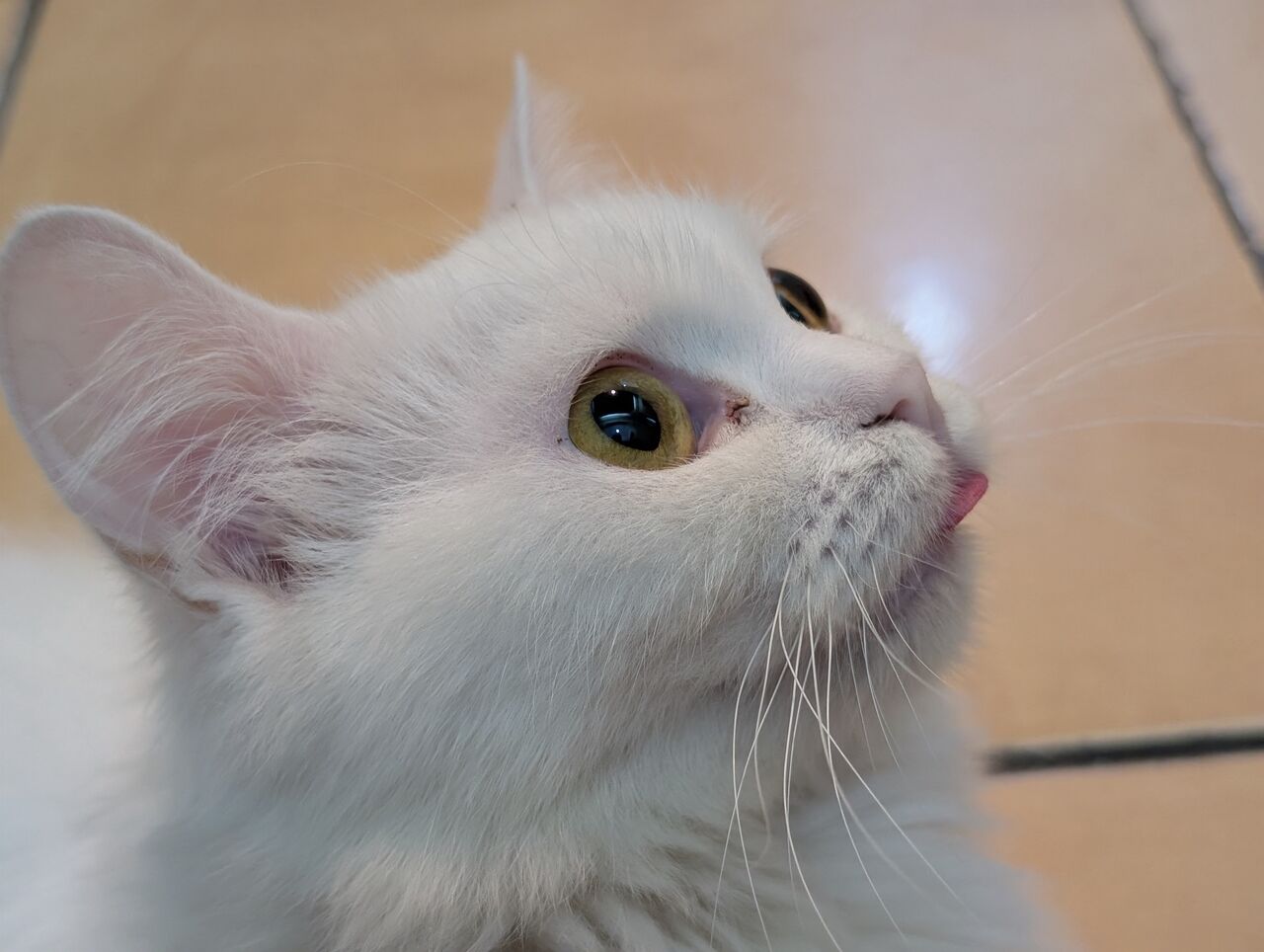 Al Aziziyah, Pet Adoption, Cats Family For Adoption