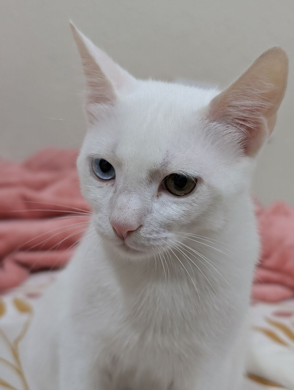 Al Aziziyah, Pet Adoption, Cats Family For Adoption