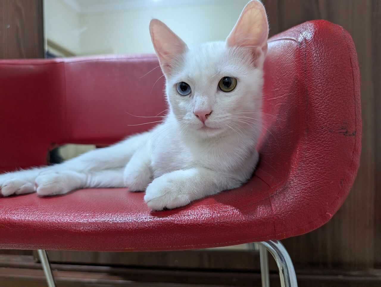 Al Aziziyah, Pet Adoption, Cats Family For Adoption