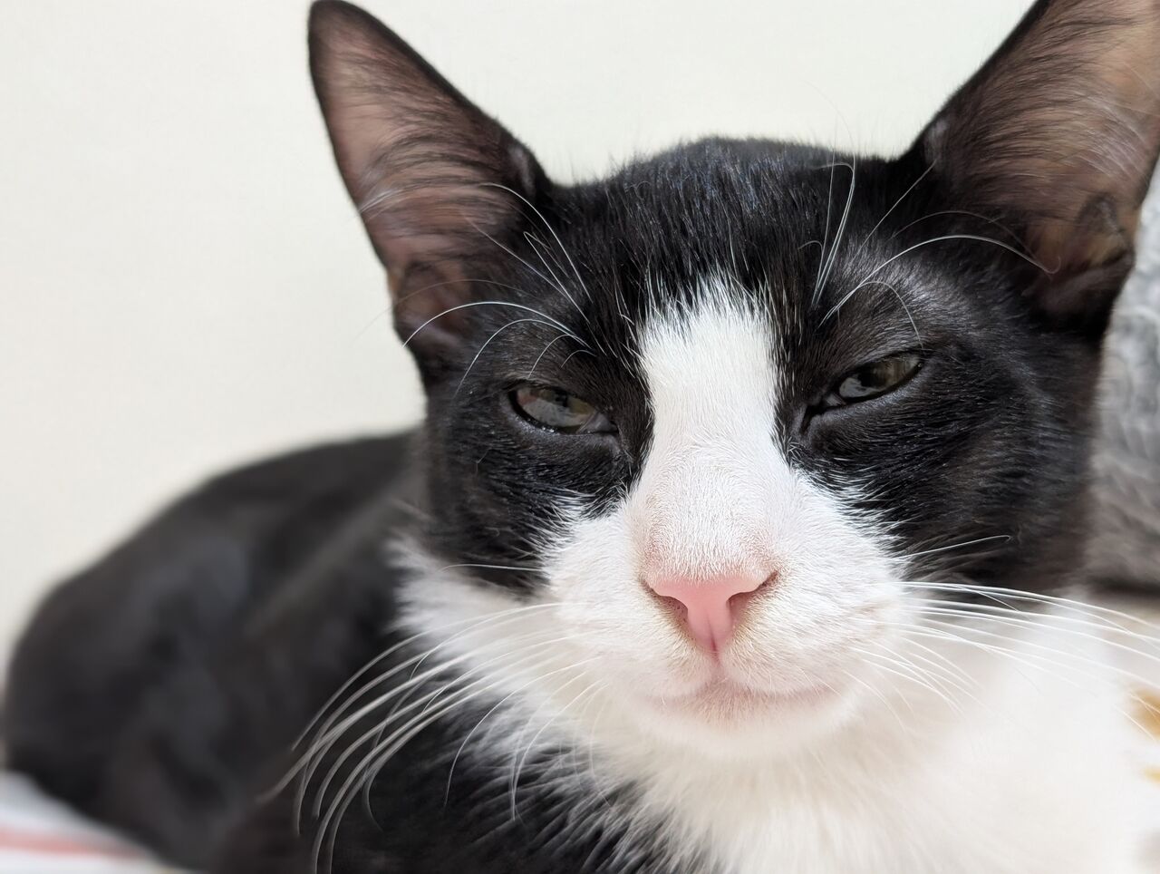 Al Aziziyah, Pet Adoption, Cats Family For Adoption