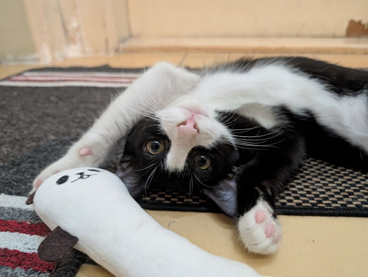 Al Aziziyah, Pet Adoption, Cats Family For Adoption