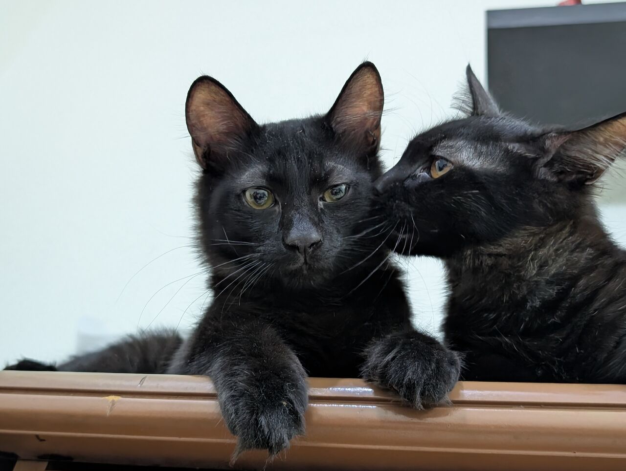 Al Aziziyah, Pet Adoption, Cats Family For Adoption