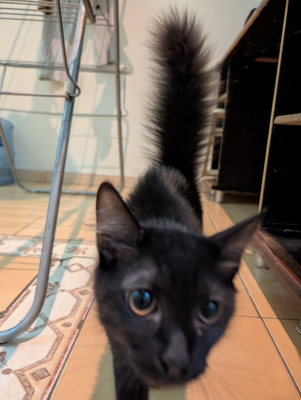Al Aziziyah, Pet Adoption, Cats Family For Adoption