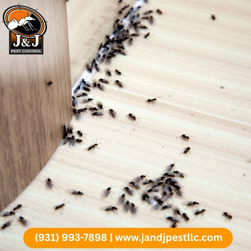 New York, Pest Control, Ant Control Huntsville | J And J Pest Control