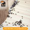 Ant Control Huntsville | J And J Pest Control