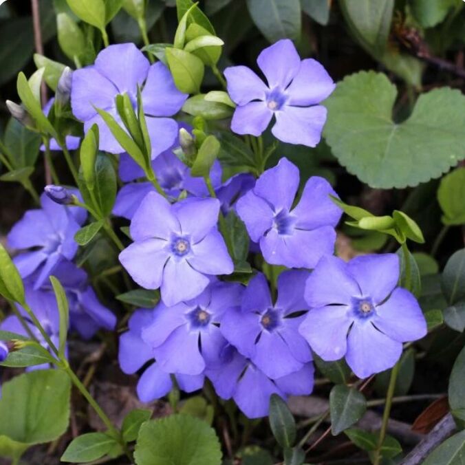 New York, Farm/Garden, Why Choose Vinca Minor For A Beautiful Ground Cover?