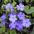 Why Choose Vinca Minor For A Beautiful Ground Cover?