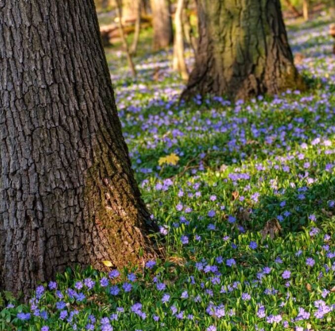 New York, Farm/Garden, Why Choose Vinca Minor For A Beautiful Ground Cover?