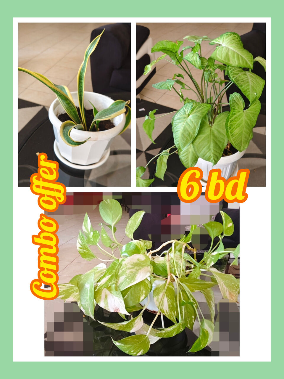 Juffair, Farm & Garden, BHD 6,  Combo Offer