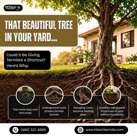 New York, Pest Control, Termites: The Hidden Highway Through Tree Roots