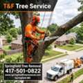 Springfield Tree Removal Services | T&F Tree Service