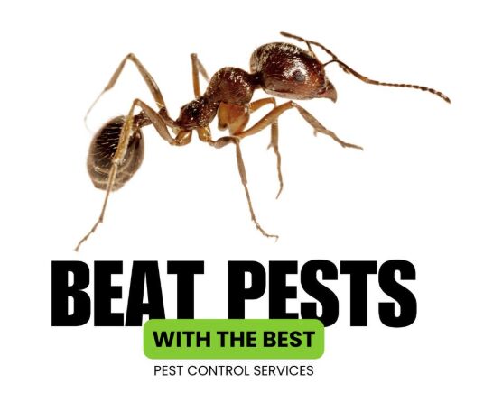 Al Mutrafiah, Pest Control, ✅✅ ANTS EVERYWHERE? GET THEM TREATED! – ANT CONTROL JUBAIL – ✅ 055 935 7772 ✅✅