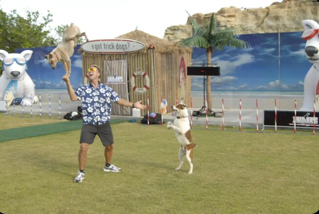 New York, Event Planning, Skilled Canine Performers Available In Las Vegas