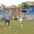 Skilled Canine Performers Available In Las Vegas