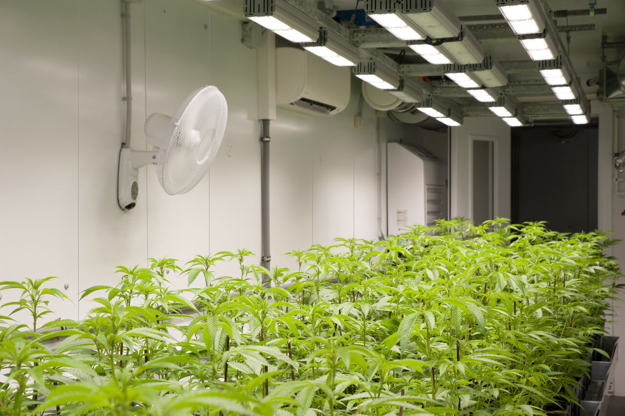 New York, Real Estate, Replace Growroom FRP Panels With Durable PVC Panels