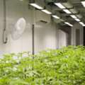 Replace Growroom FRP Panels With Durable PVC Panels