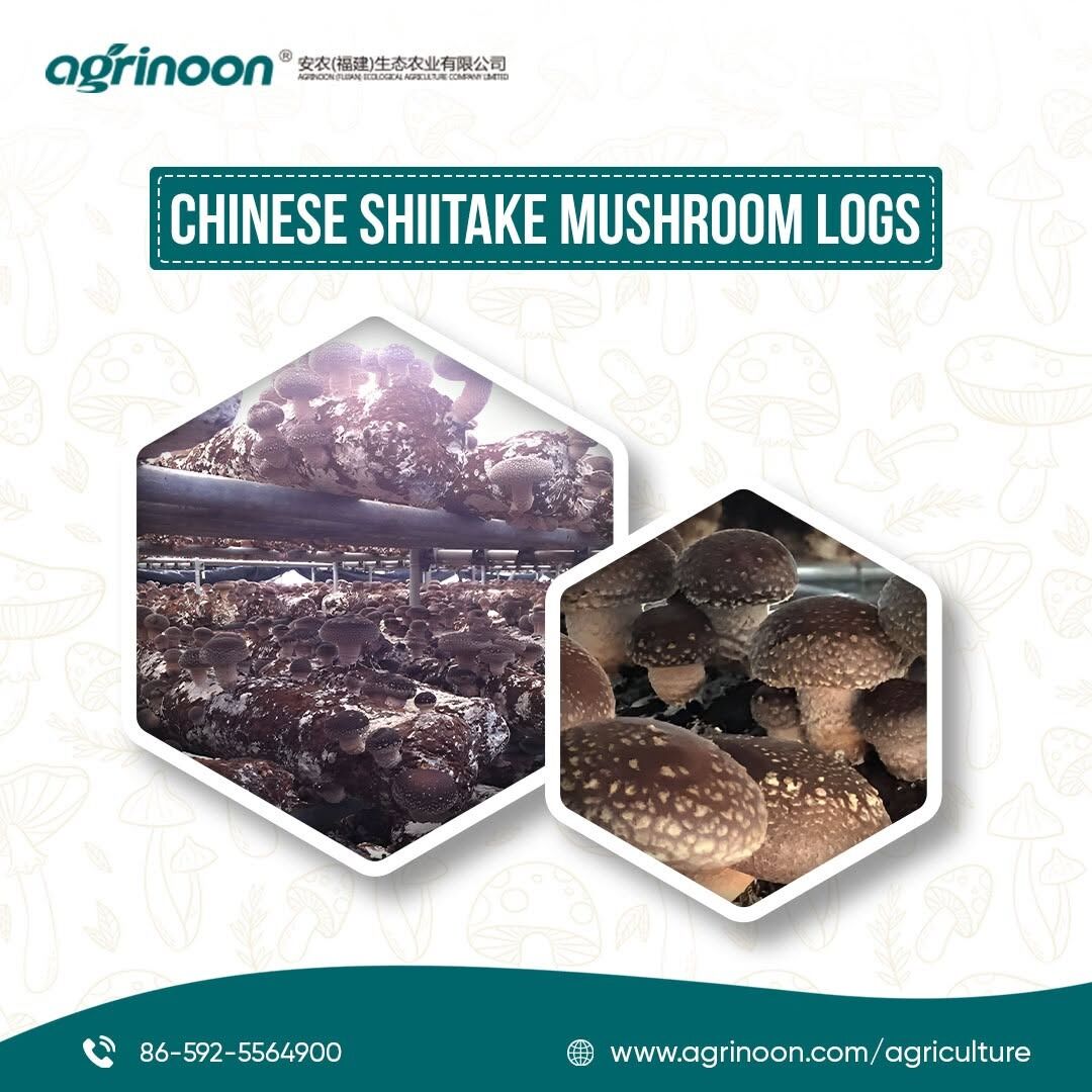 Beijing, Food, Grow Delicious Shiitake Mushrooms At Home With Premium Chinese Shiitake Logs