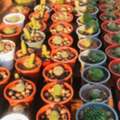 SAR 35,  Flowers,Indoor&Outdoor Plants Are Available In Riyadh With Delivery-0551298565