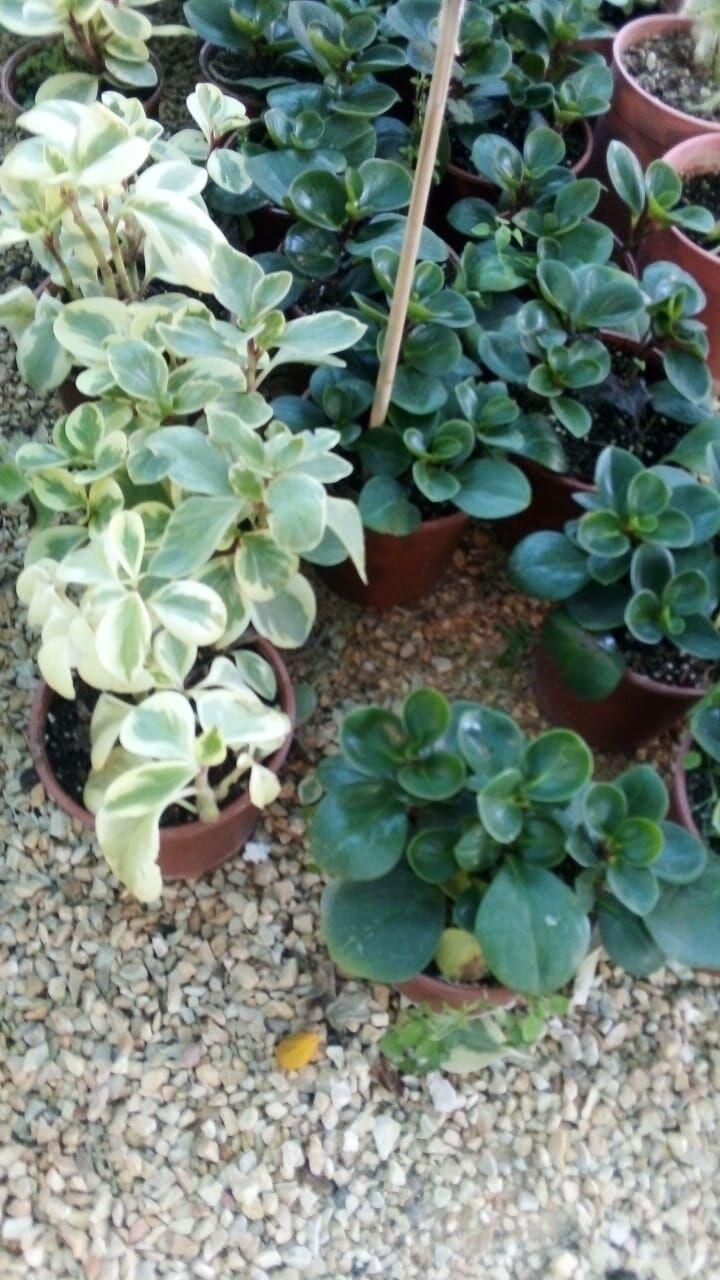 Riyadh, Farm & Garden, SAR 35,  Flowers,Indoor&Outdoor Plants Are Available In Riyadh With Delivery-0551298565