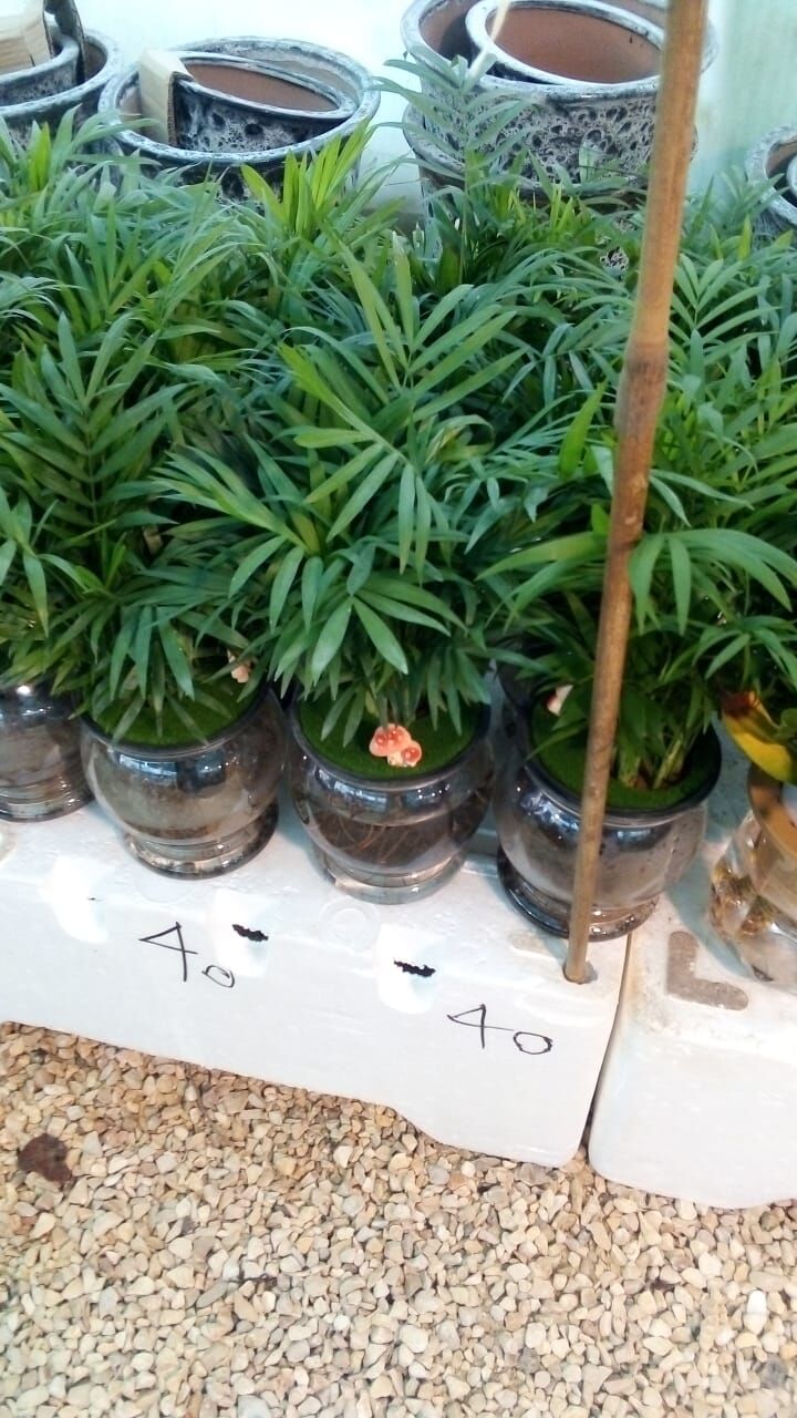 Riyadh, Farm & Garden, SAR 35,  Flowers,Indoor&Outdoor Plants Are Available In Riyadh With Delivery-0551298565