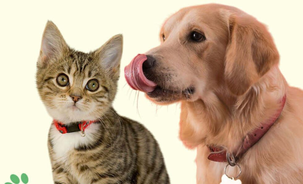Mumbai, Pet Supplies, Premium Pet Accessories Online In India &ndash; Shop Now