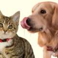 Premium Pet Accessories Online In India &ndash; Shop Now