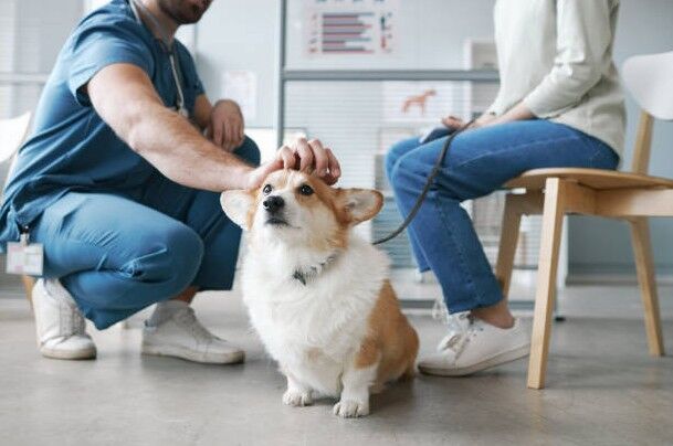 New York, Health, Trusted Pet Care Veterinarians For Dogs And Cats