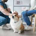 Trusted Pet Care Veterinarians For Dogs And Cats