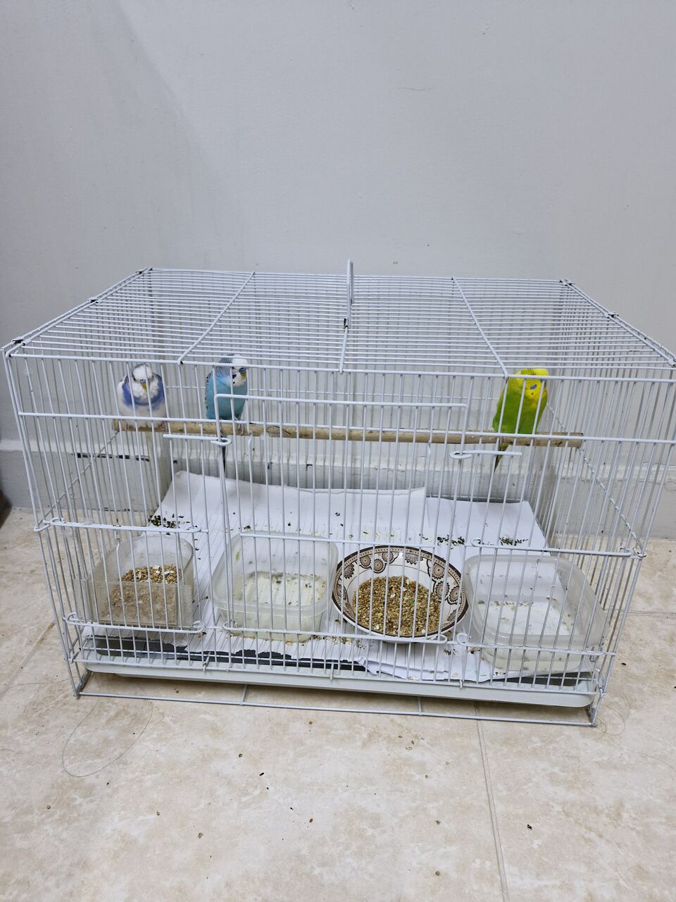 Al Rabie, Pet Supplies, SAR 250,  Budgies For Sale