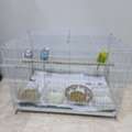 SAR 250,  Budgies For Sale