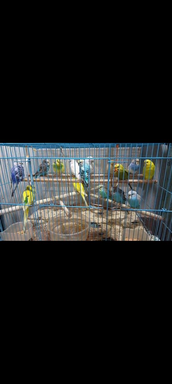 Mahooz, RC Hobby, BHD 40,  Cute Budgies Pairs For Sale
