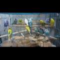 BHD 40,  Cute Budgies Pairs For Sale