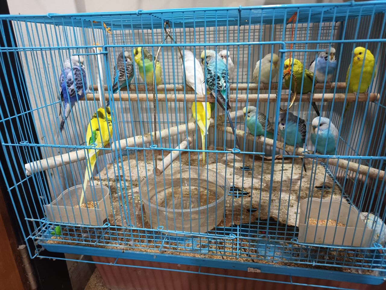 Mahooz, RC Hobby, BHD 40,  Cute Budgies Pairs For Sale