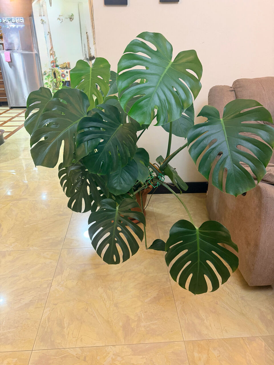 Manama, Farm & Garden, BHD 30,  Monstera Plant