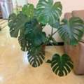 BHD 30, Monstera Plant