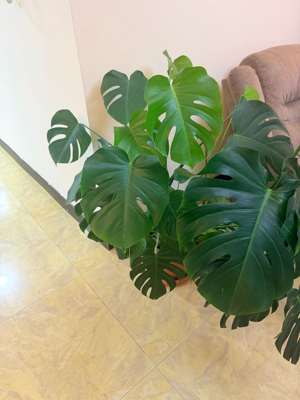 Manama, Farm & Garden, BHD 30,  Monstera Plant